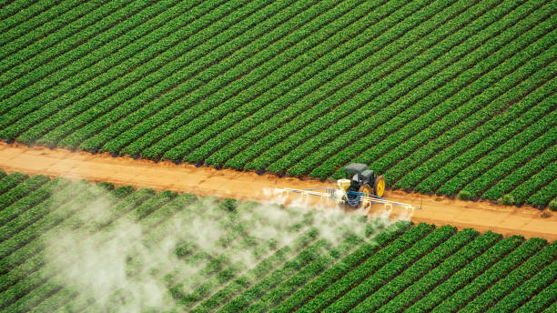 Best Local Pest Control Services  in Cottageville, SC